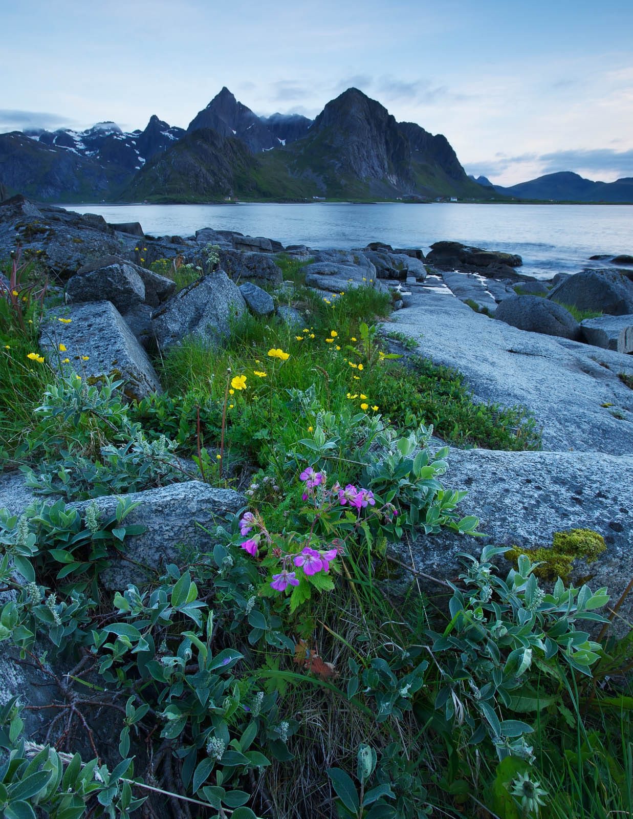 A picture of pink flowers on a rocky shoreline before a fjord with the some mountains in the background.